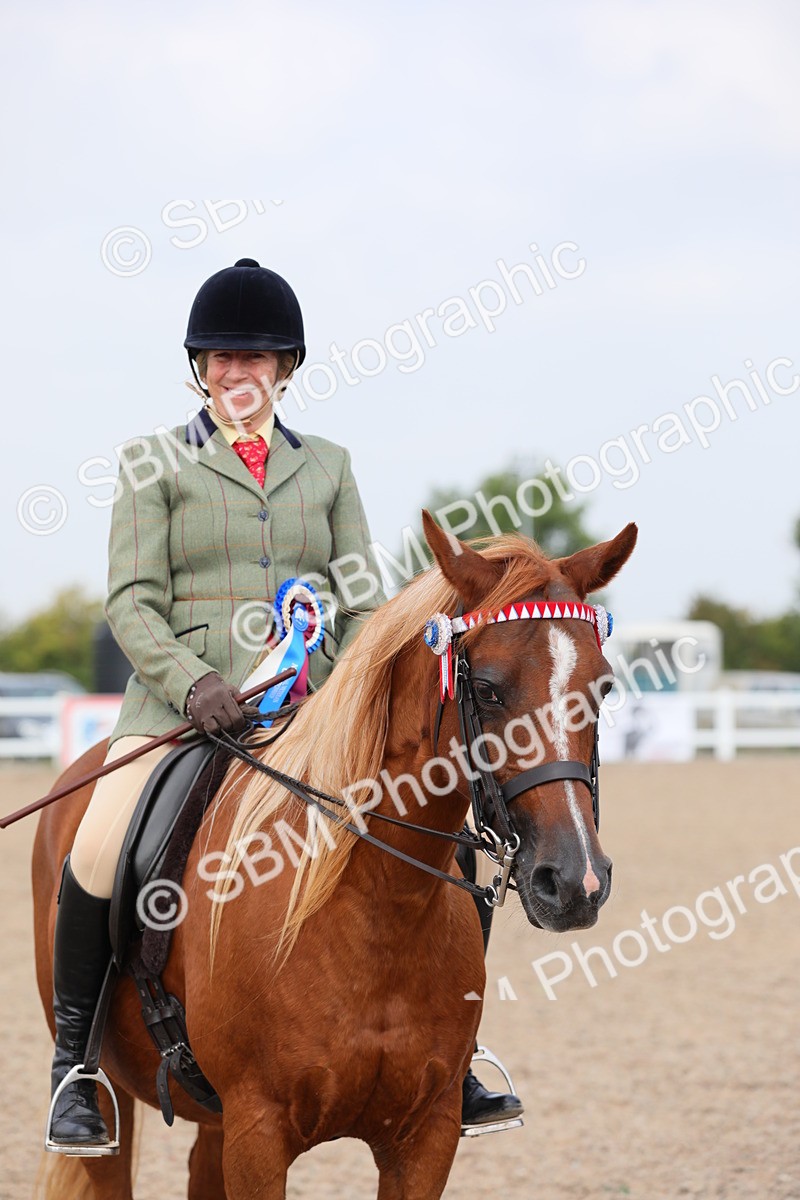 SBM_11482 - Class 305 Ridden Foreign Breeds- Pure Bred