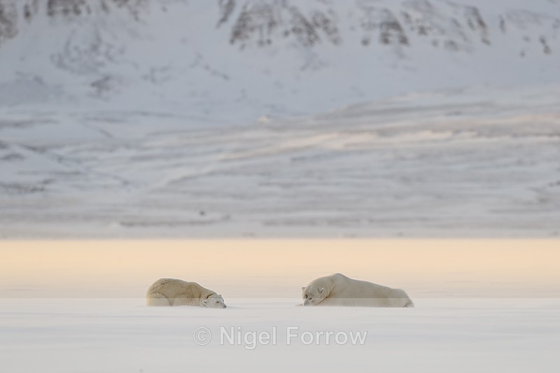 Polar Bears laying down, Svalbard, Norway - Polar Bear