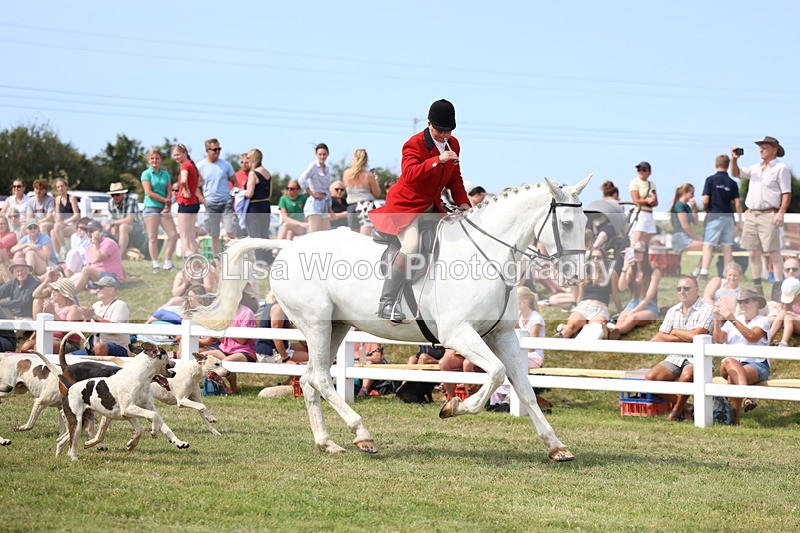 3E7A0156 - Parade of Hounds