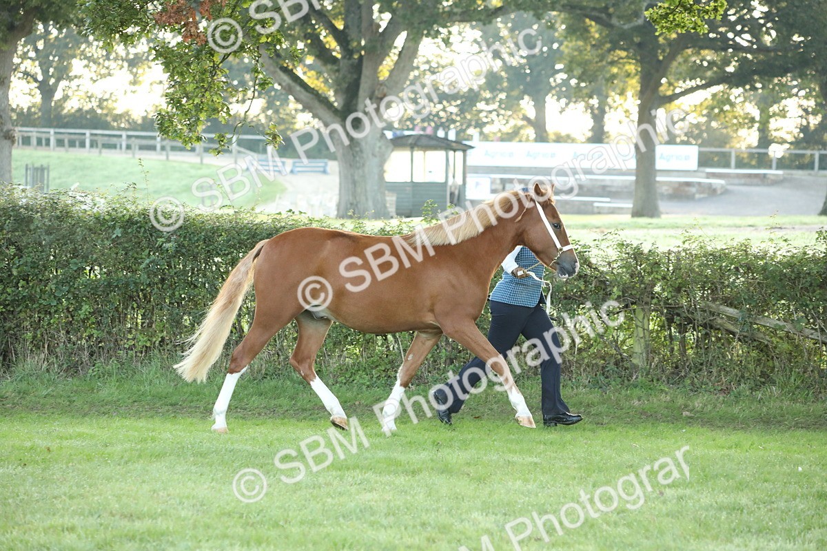 SBM_57787 - S42 - Youngstock