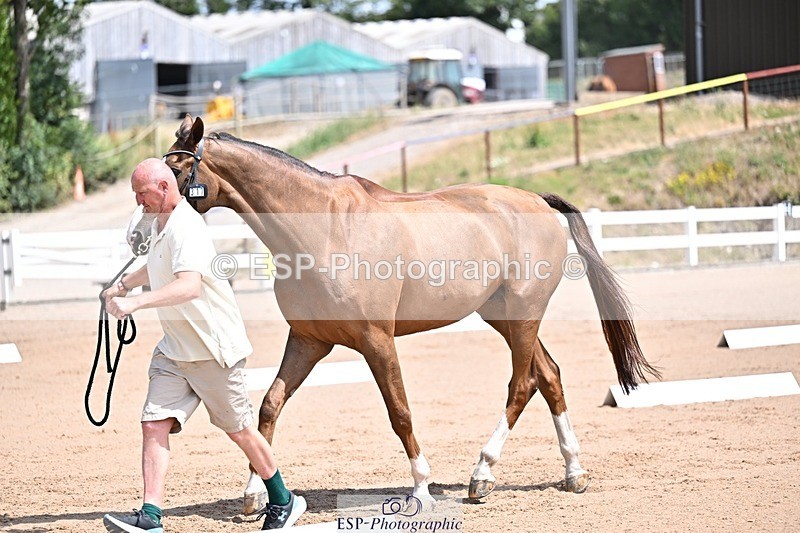 250716-124002-00105 - Trot Up 12.30 to 1.30