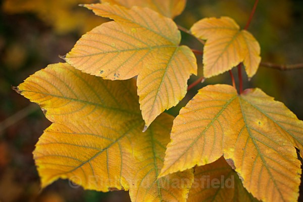  - Autumn