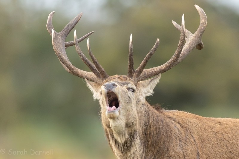 RD15 - Deer for Graham