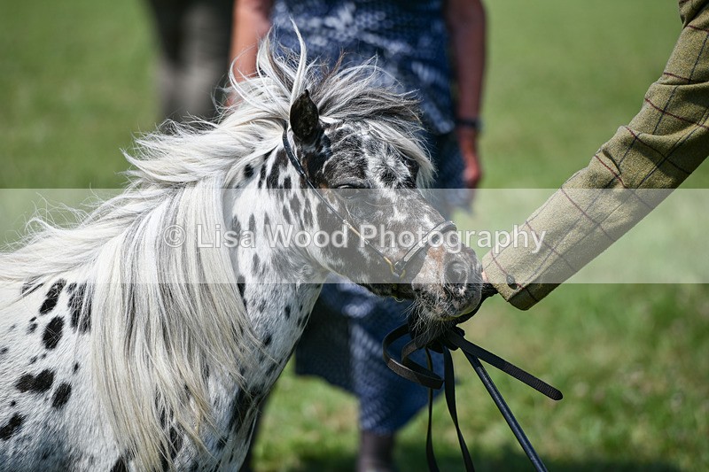 DSC_7205 - Class 61: Miniature Horse 4yrs & over