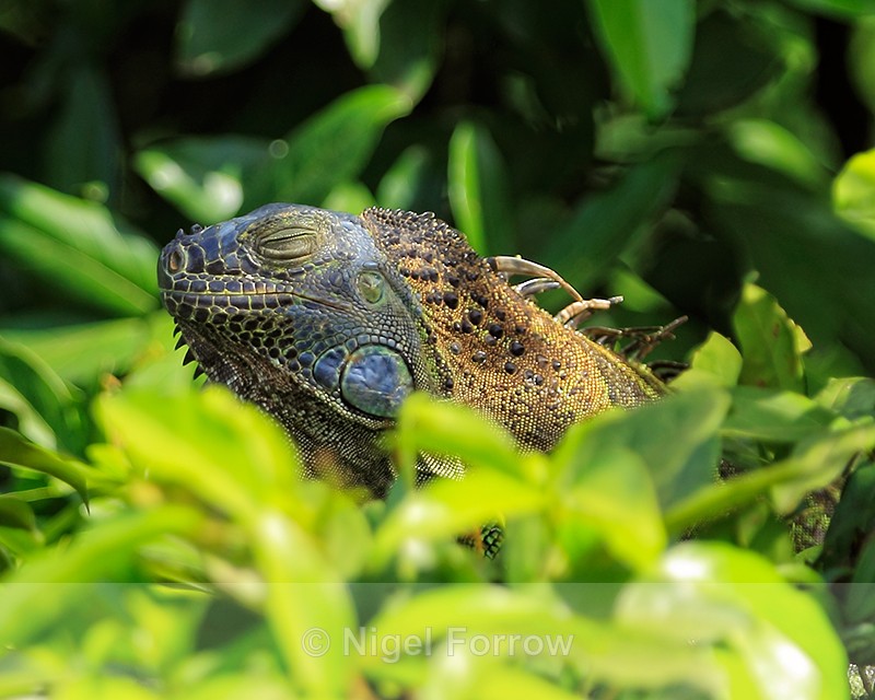 Green Iguana dozing in sun, Costa Rica - REPTILES & AMPHIBIANS