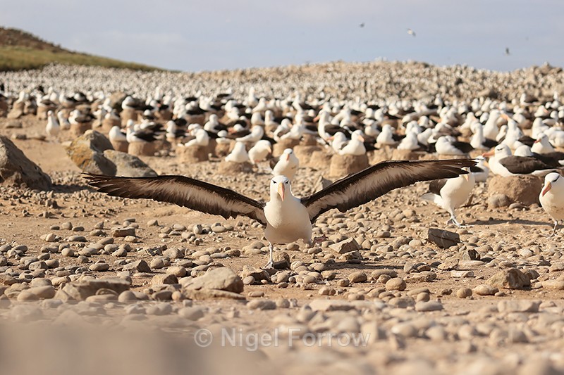 Black-browed Albatross on take-off run, Steeple Jason, Falklands - Black-browed Albatross