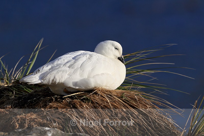 Kelp Goose (male) resting, Carcass Island, Falklands - Kelp Goose