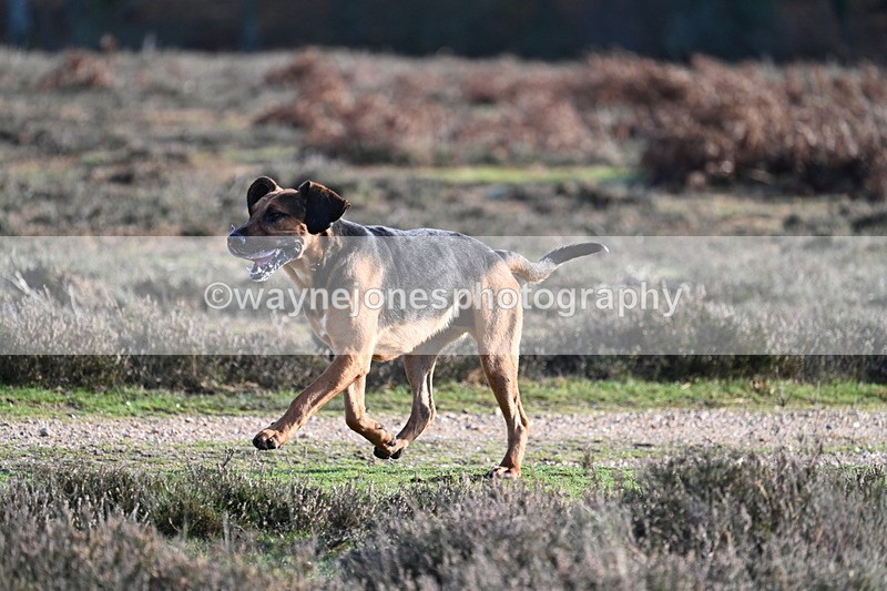 WJ7_8007 - Line 3 (no line 4 or 5)