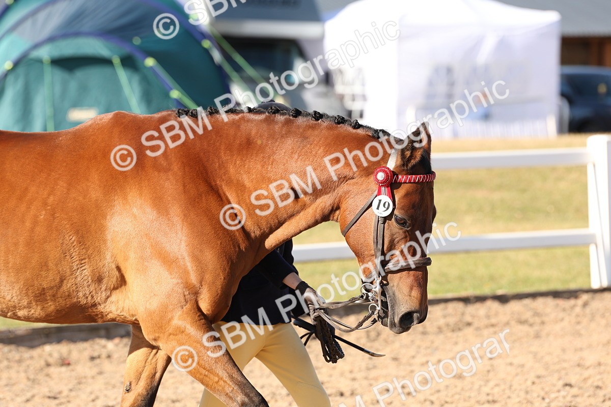 SBM_11713 - Class 204 - Young Handler 11 to 16 years