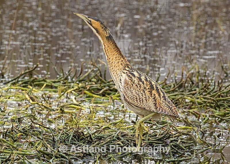 Astland Photography, Bird and Wildlife Images, Susan and Peter Wilson, U.K.