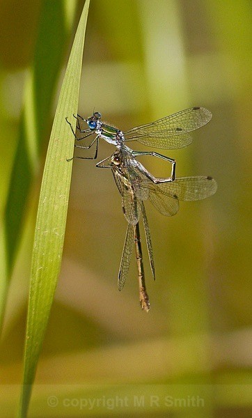 Love Is In The Air - BIRDS & INSECTS