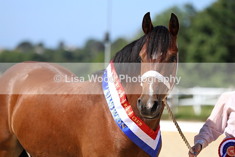 3E7A9951 - In Hand Championship