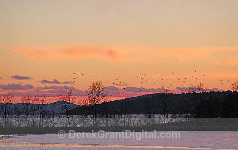 Seagulls at Sunset - Sunset/Moonrise
