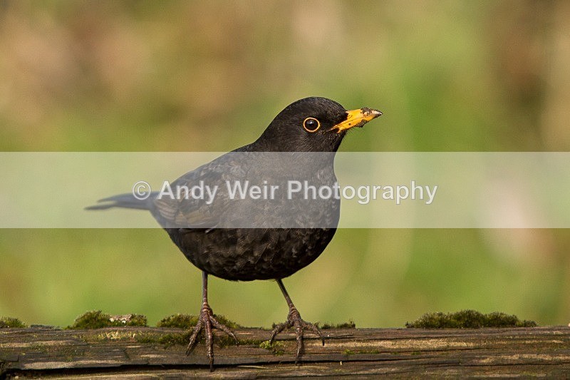 20120218-_MG_8964 - Thrushes