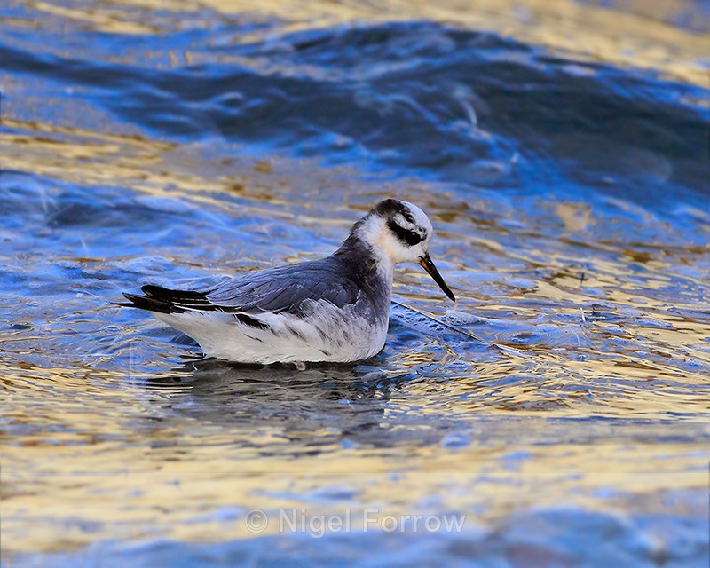 Grey Phalarope on the water at Farmoor Reservoir - Grey Phalarope