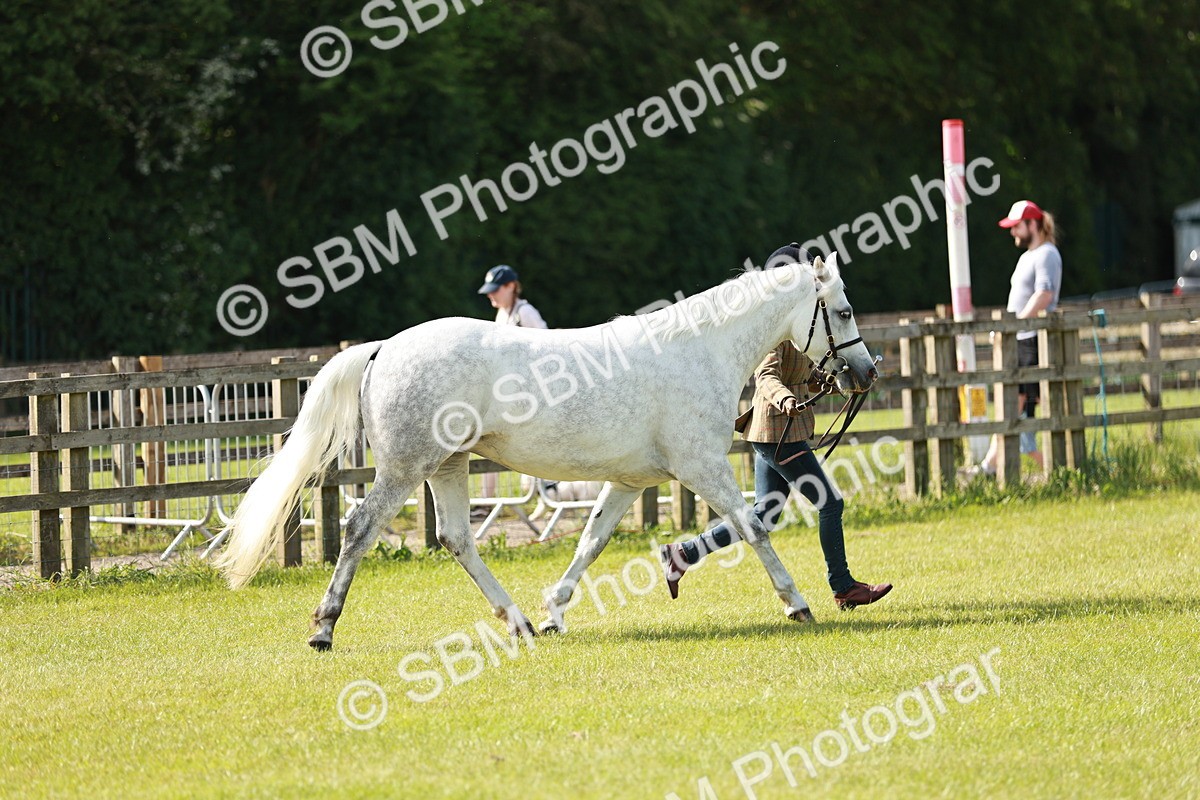 SBM_01622 - Class 14-23 - Mountain & Moorland In Hand Non Welsh