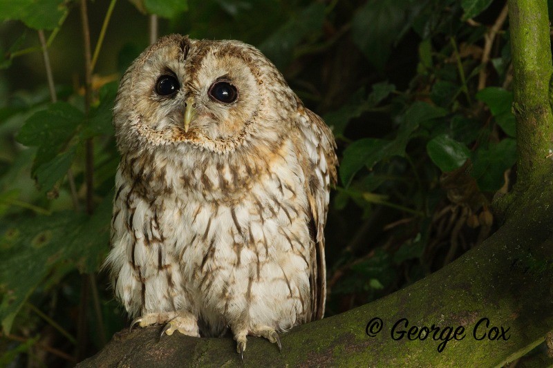 Tawny Owl - Birds of Prey