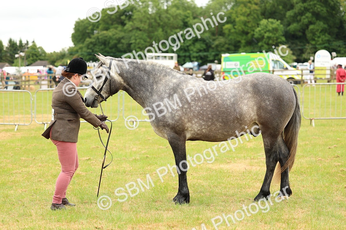 SBM_04054 - Class 64-67 - Shetland Pony In Hand