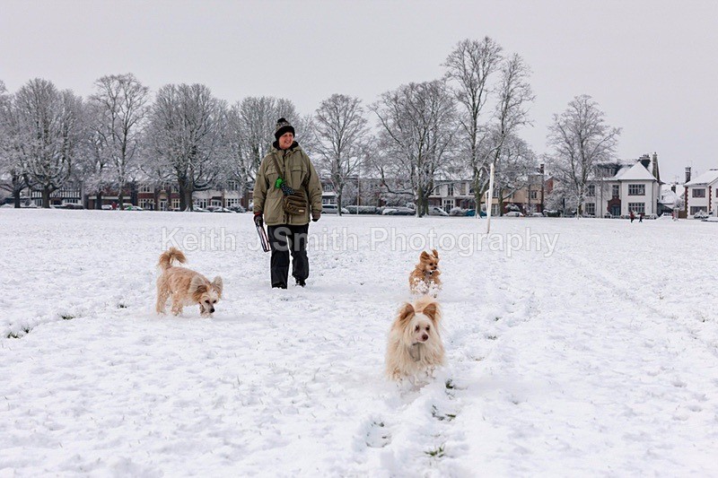 2SKJ4774 - Dogs in Abington Park