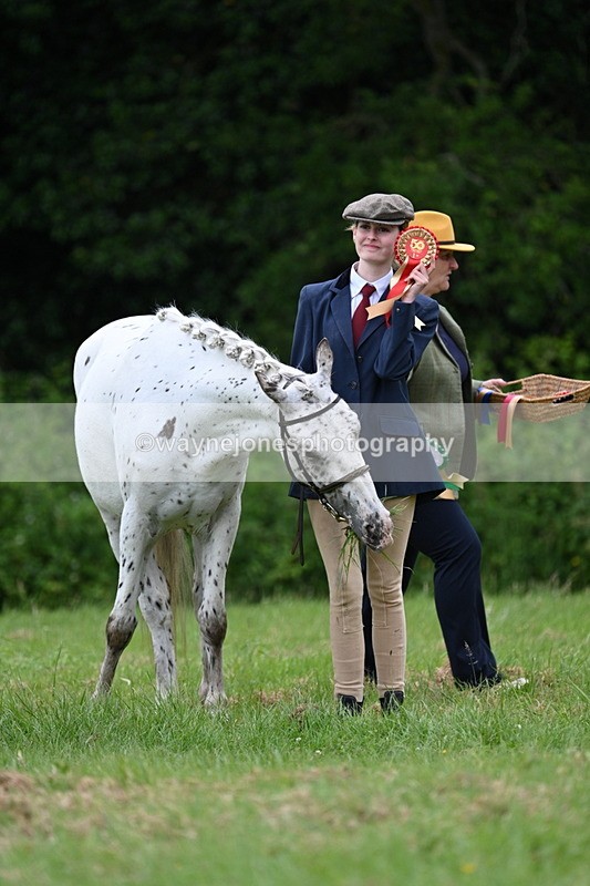 WJ7_4524 - Class 14B Prettiest Mare