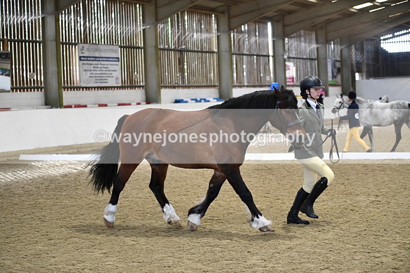 WJ5_4280 - Class 6 In hand M&M - Large Breeds