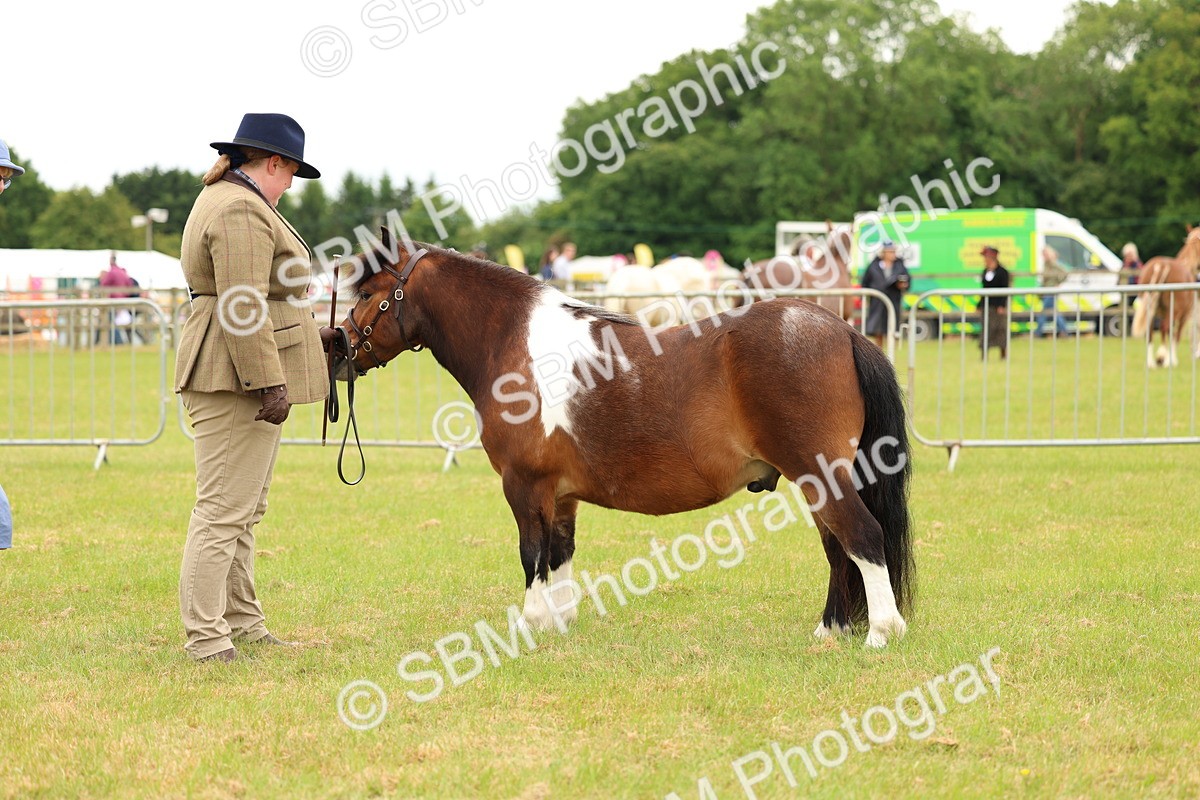 SBM_04381 - Class 64-67 - Shetland Pony In Hand