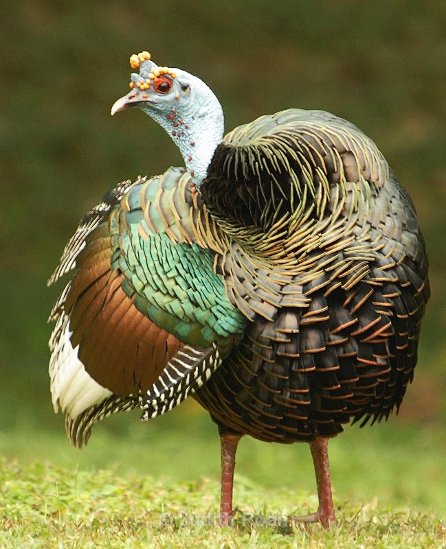 Oscellated Turkey - Birds from Belize and Guatemala