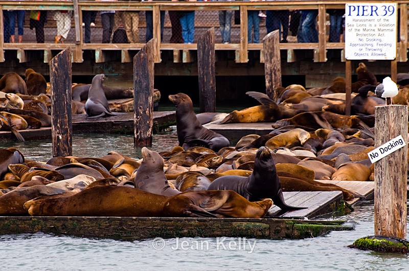 Sea lions, Pier 39, San Francisco - 8679 - Sea Lions and Seals
