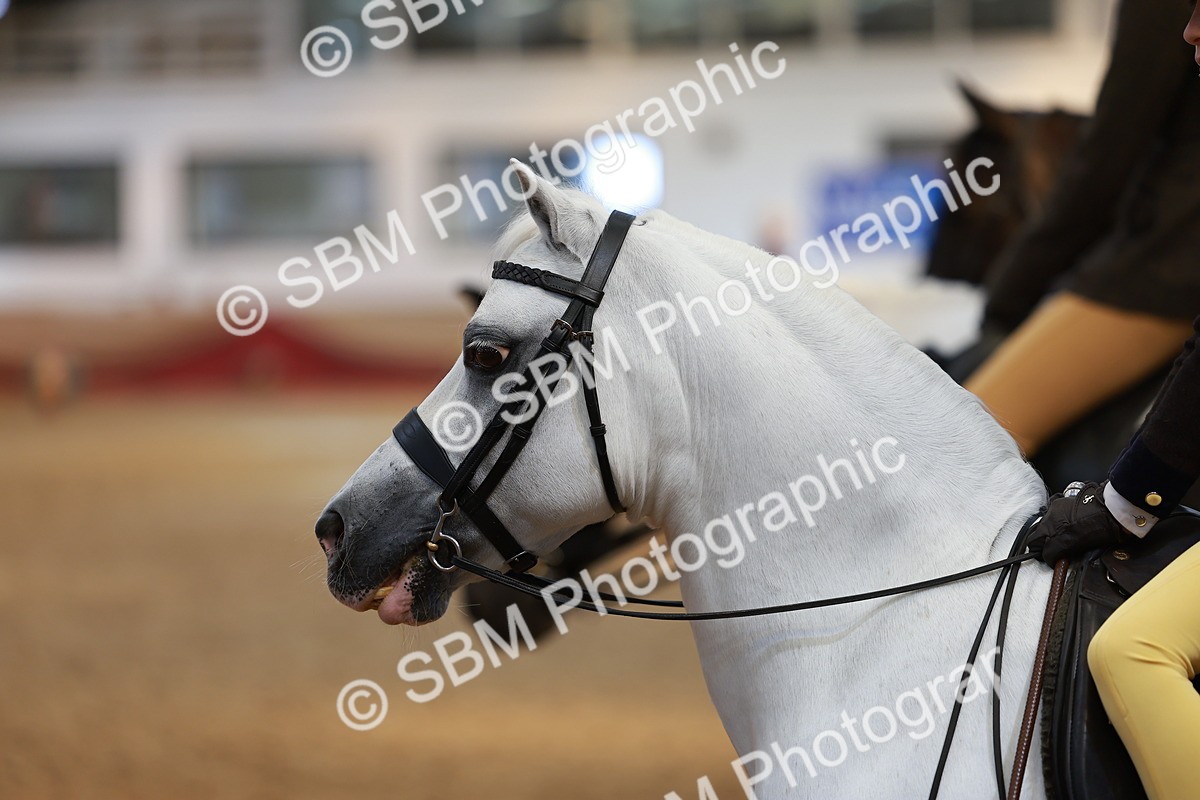 SBM_10591 - Class 103 - HOYS Veteran Qualifier - Ridden Pre Vet