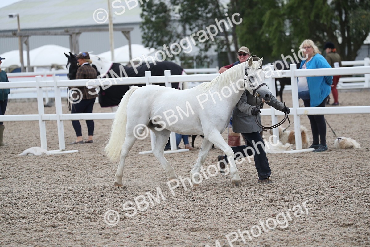 SBM_17948 - Class 317 IH Pure bred Horse/Pony