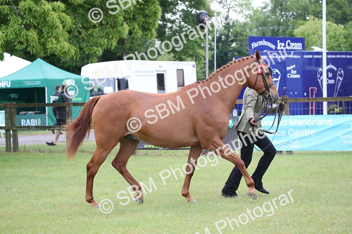 SBM_00144 - Class 17-20 - Arab & Part Bred - Anglo Arab In Hand