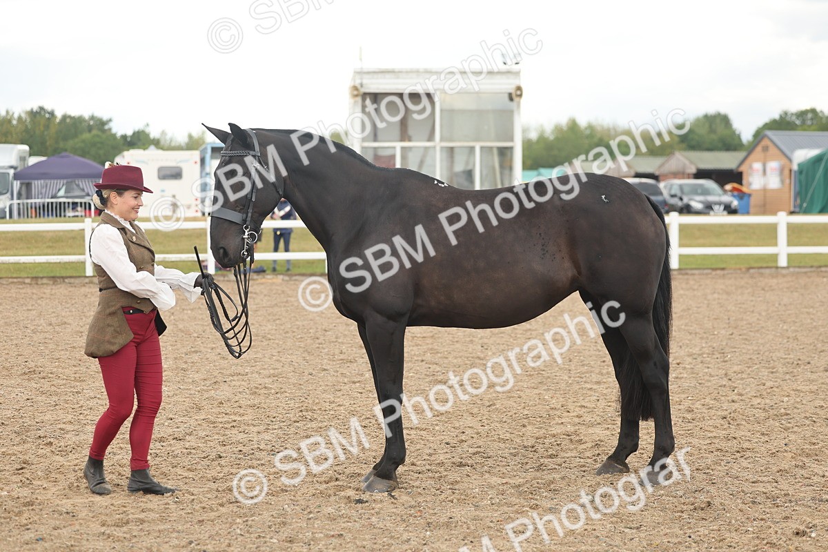 SBM_07875 - Class 28 - IH Veteran Horse