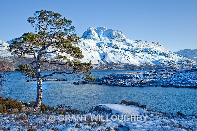 Scots Pine and Slioch - Scots Pines