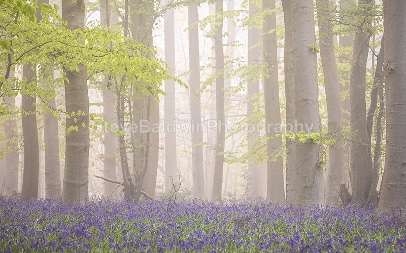 Bluebells in the Mist: 295E - Waterford Flower Festival 2025