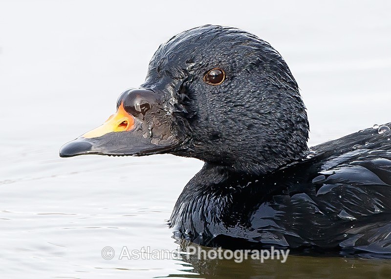 Astland Photography, Bird and Wildlife Images, Susan and Peter Wilson, U.K.