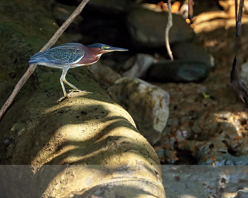 Green Heron on fallen tree, Costa Rica - Green (Green-backed) Heron