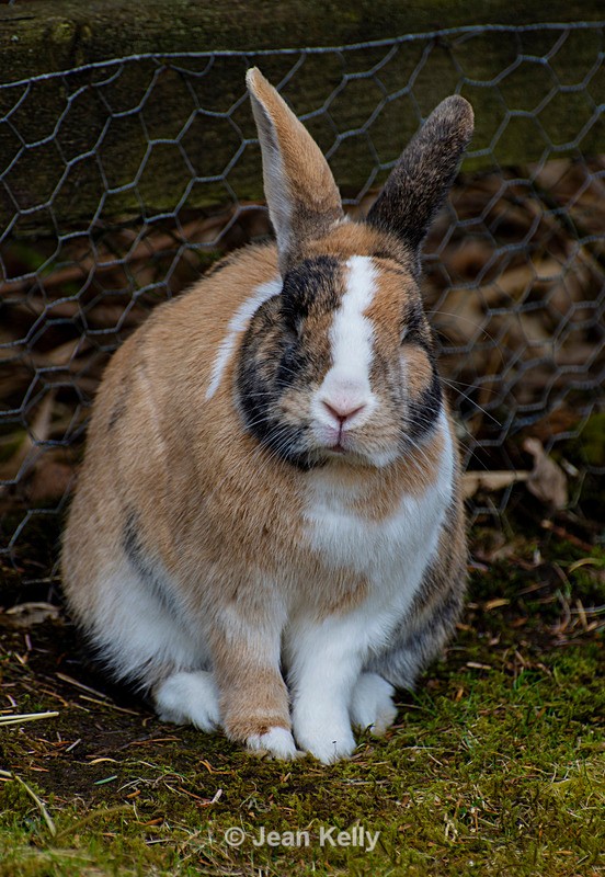 Rabbit - DSC_4333 - Rabbits