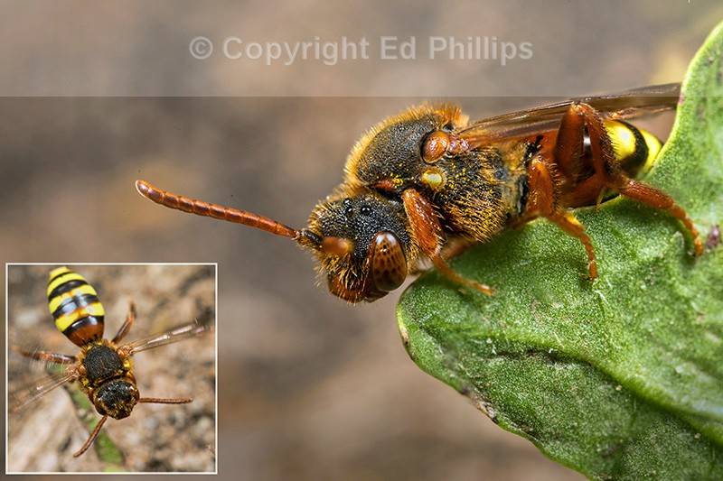 Nomada lathburiana (f)