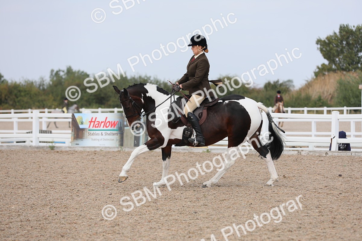 SBM_13463 - Class 308 Ridden Coloured Horse