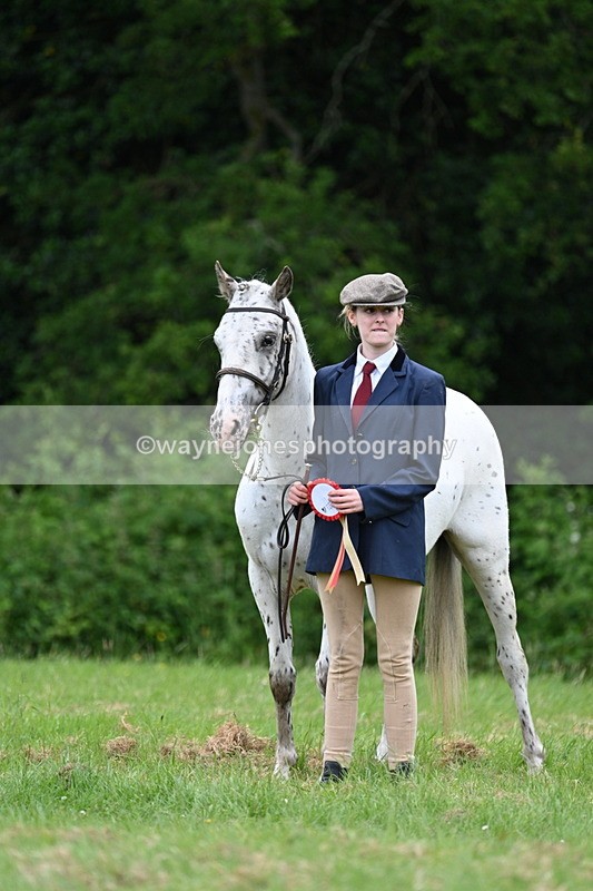 WJ7_4565 - Class 14B Prettiest Mare