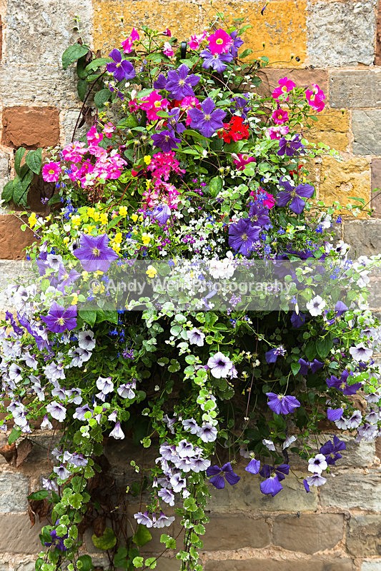 20130804-3K8A5437-2419 - Plants & Flowers