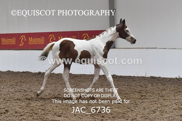 JAC_6736 - 15 Ziggy of Westoak