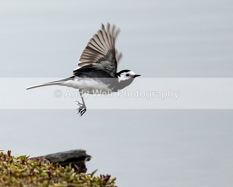 20150521-8E0A8910 - Wagtails