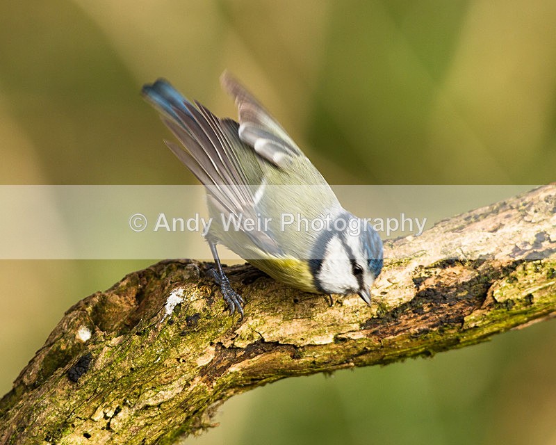 20130216-_MG_2331 - Blue Tit