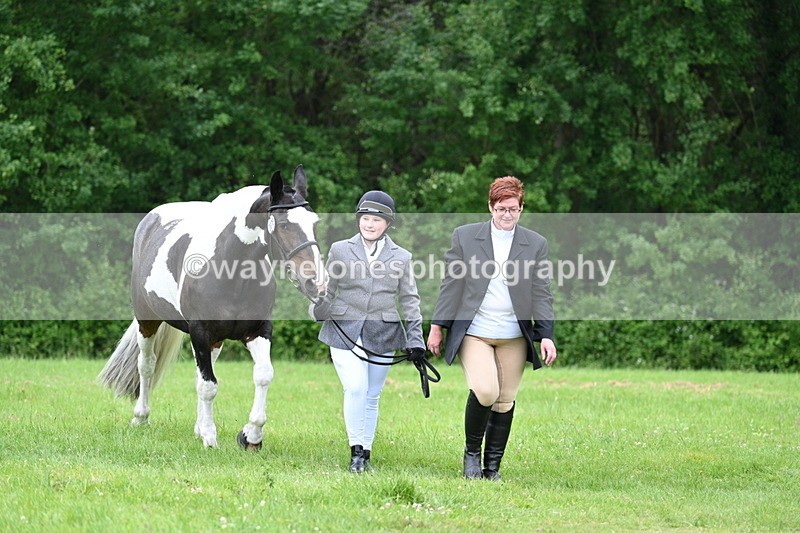 WJ7_4300 - Class 14A Handsome Gelding