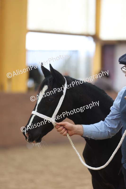 20251109-0792 - Class 24 - Foals