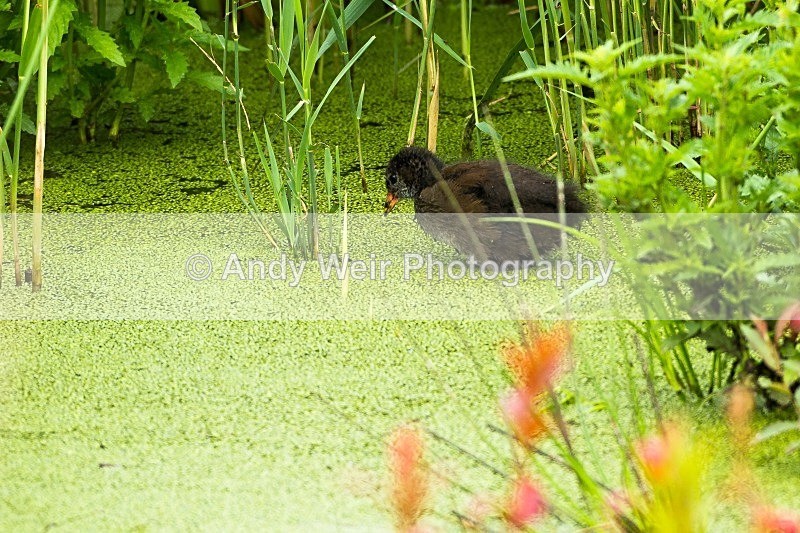 20120708-_MG_0314 - Rails & Coots