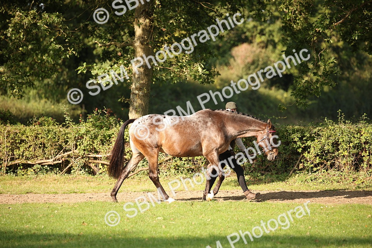 SBM_59335 - S52 - Other Coloured Horse In Hand