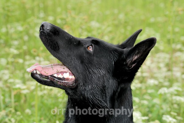 Ruby - Dogs