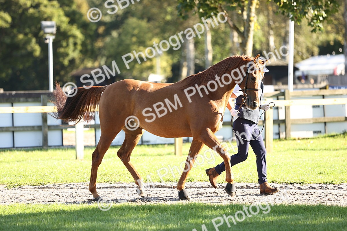 SBM_15708 - S1 - TSR in Hand Horse & Pony Showing